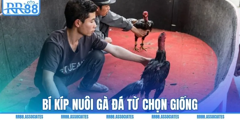 Bí kíp nuôi gà đá từ chọn giống