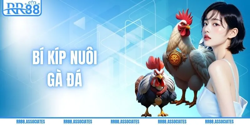 Bí Kíp Nuôi Gà Đá - Công Thức Hay Cho Sư Kê 2026