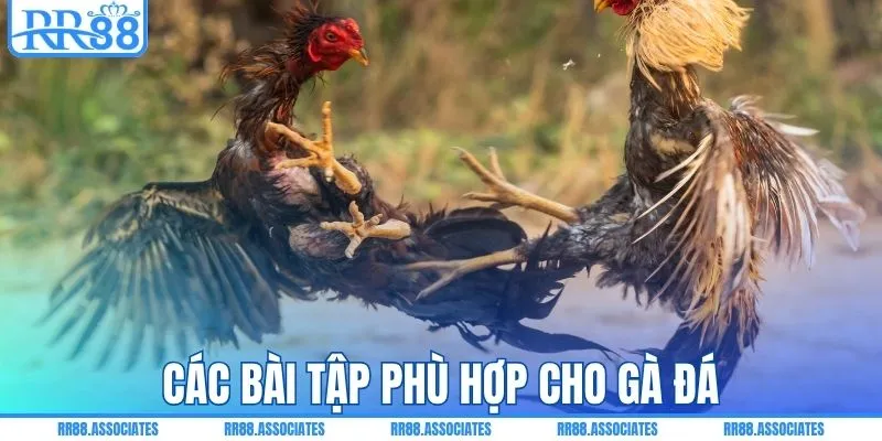 Các bài tập phù hợp cho gà đá