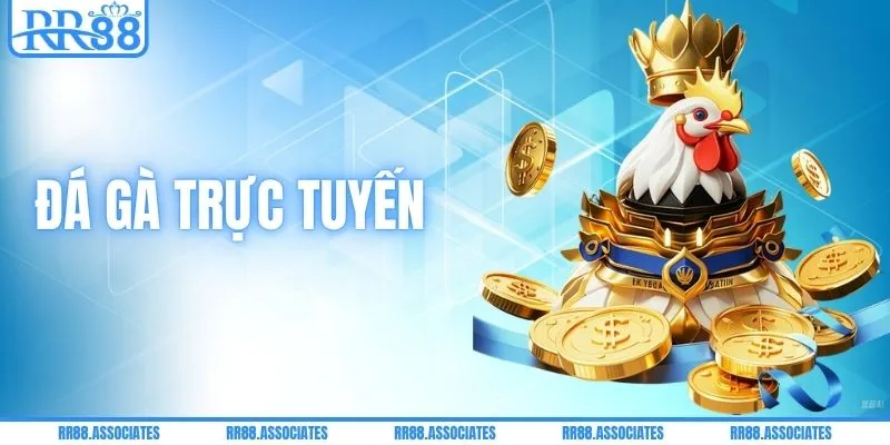 Đá Gà Trực Tuyến - Cược Ngay, Nhận Thưởng Hấp Dẫn Tại RR88