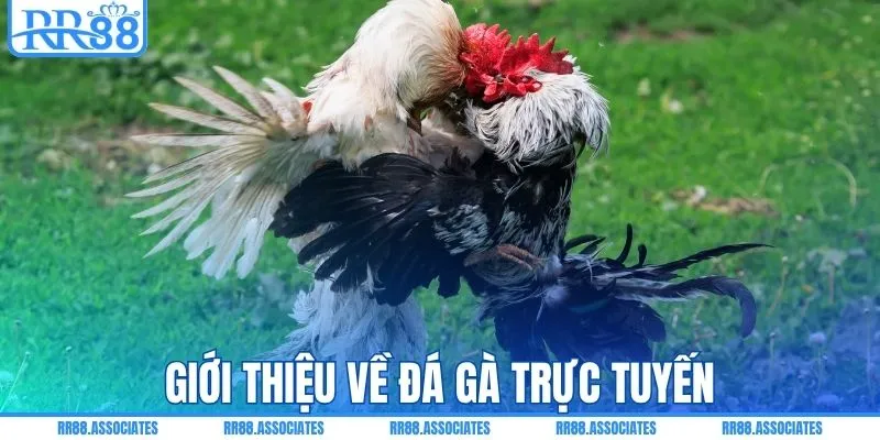 Giới thiệu về đá gà trực tuyến