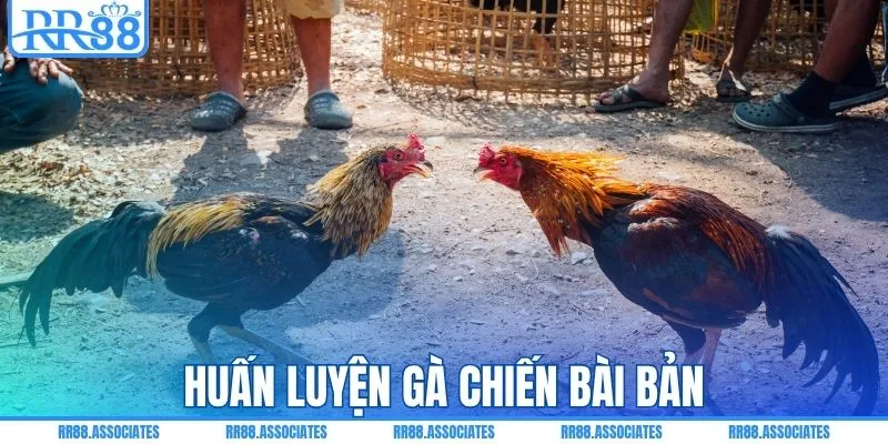 Huấn luyện gà chiến bài bản