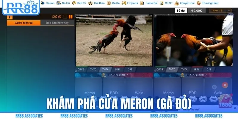 Khám phá cửa meron (gà đỏ)