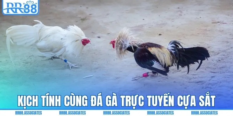 Kịch tính cùng đá gà trực tuyến cựa sắt