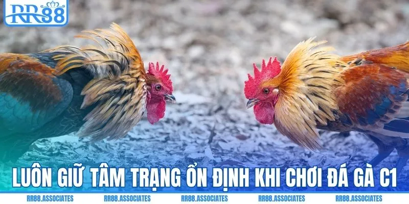 Luôn giữ tâm trạng ổn định khi chơi đá gà C1