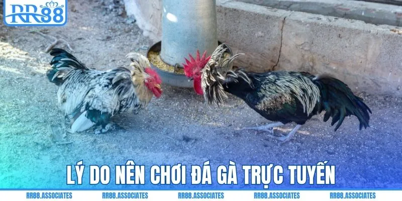 Lý do nên chơi đá gà trực tuyến