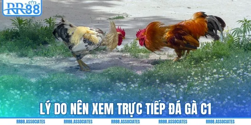 Lý do nên xem trực tiếp đá gà C1
