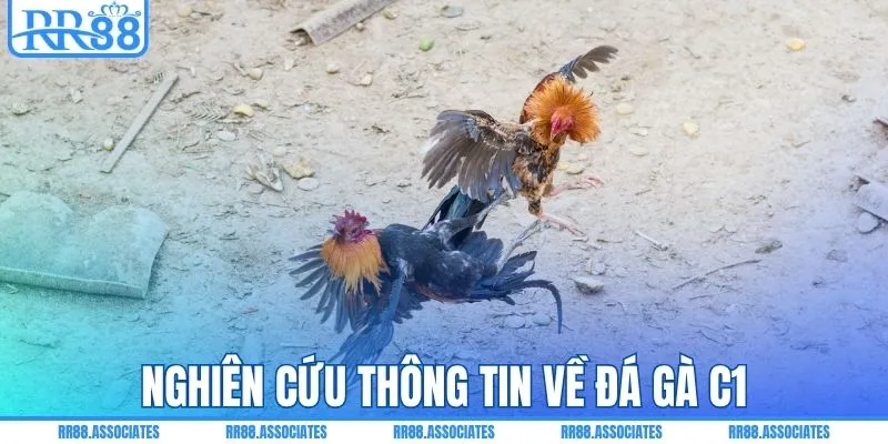 Nghiên cứu thông tin về đá gà C1