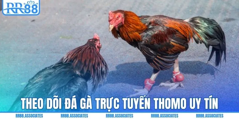 Theo dõi đá gà trực tuyến Thomo uy tín