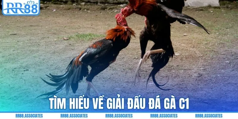 Tìm hiểu về giải đấu đá gà C1